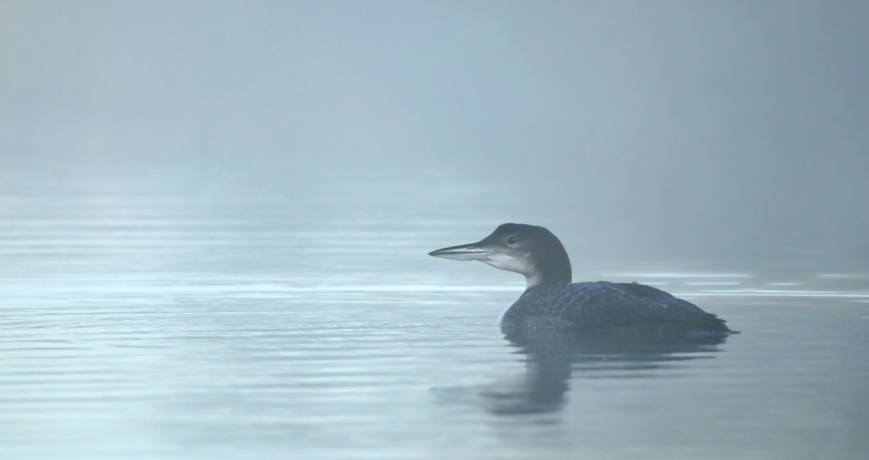 Plongeon imbrin sur l'eau